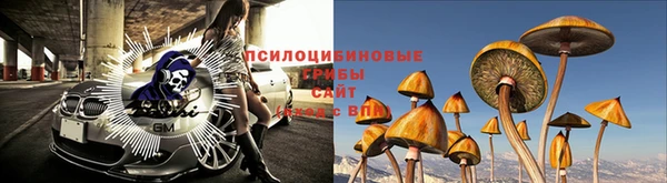 твердый Тайга